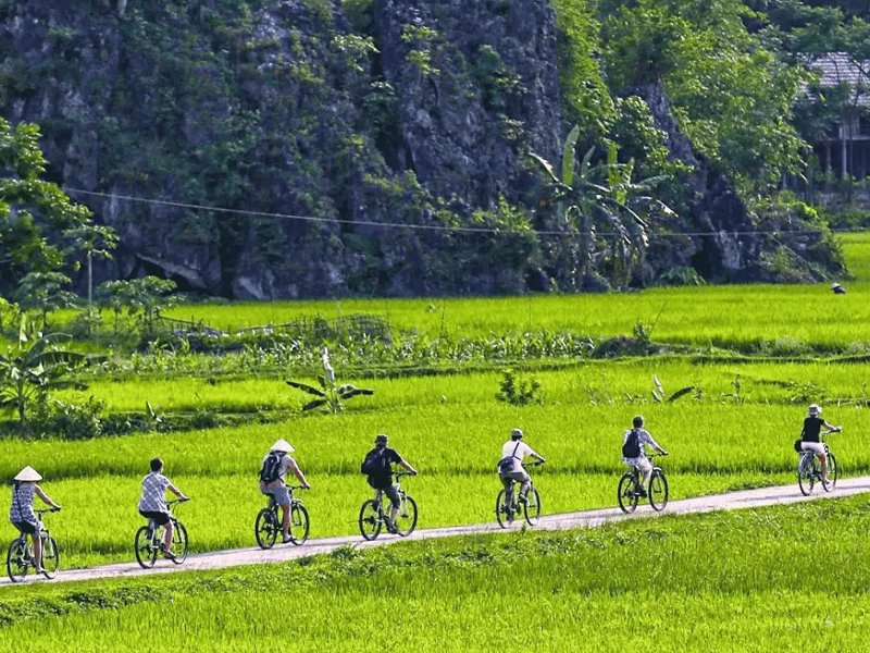 Cycling through paddy fields